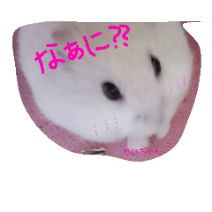 [LINEスタンプ] かわいい我が家のハムちゃん