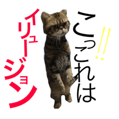 [LINEスタンプ] アメリカンショートヘア 猫猫スタンプ