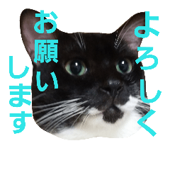 [LINEスタンプ] にゃんこスタンプฅ
