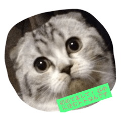 [LINEスタンプ] 谷中 トトなん