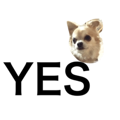 [LINEスタンプ] たねこです。。