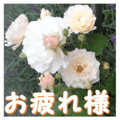 [LINEスタンプ] 薔薇の花♡シュシュ_挨拶メッセージの画像（メイン）