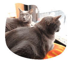 [LINEスタンプ] おすまし猫の日常生活
