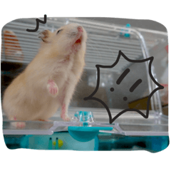 [LINEスタンプ] リアルなハムスターのスタンプいかがですか