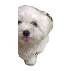 [LINEスタンプ] ミニちゃんラブ♡