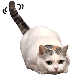 [LINEスタンプ] 三毛猫えのき
