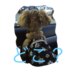 [LINEスタンプ] わんこでスタンプ