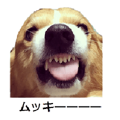 [LINEスタンプ] コーギー大好き5