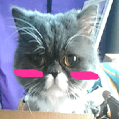 [LINEスタンプ] 猫Abbyちゃん 