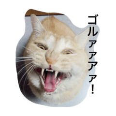 [LINEスタンプ] 三谷家の猫たち 