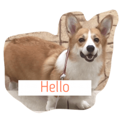 [LINEスタンプ] コーギーのエマちゃん 
