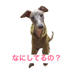 [LINEスタンプ] イタグレの日常