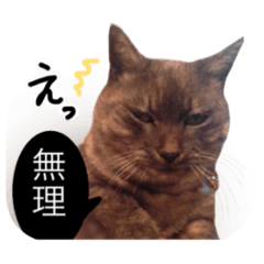 [LINEスタンプ] ぶさかわな猫
