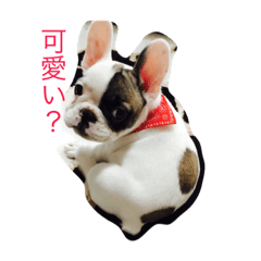 [LINEスタンプ] フレンチブル加夢君