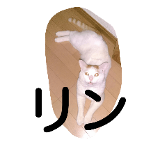 [LINEスタンプ] かわいい猫！