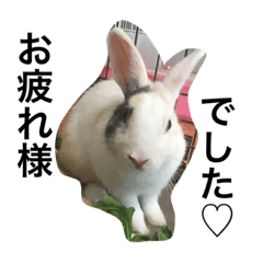 [LINEスタンプ] ウササン