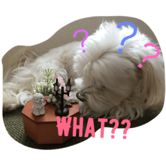 [LINEスタンプ] ココとハル 英語ver.