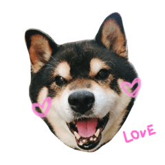 [LINEスタンプ] 柴犬.
