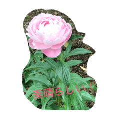 [LINEスタンプ] 庭の花