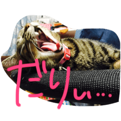 [LINEスタンプ] 家猫