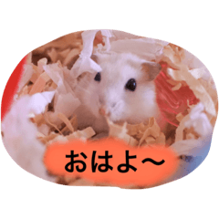[LINEスタンプ] 我が家のハムちゃんズ fetchpriority=high