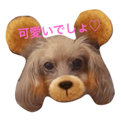 [LINEスタンプ] わんこの表情・気持ち 