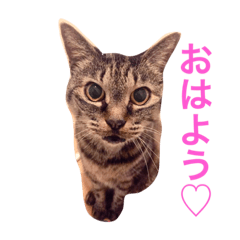 [LINEスタンプ] チョコスタンプ3
