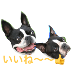 [LINEスタンプ] ボストンテリアの三姉弟