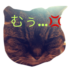 [LINEスタンプ] にゃんにゃん’s 