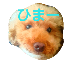 [LINEスタンプ] トイプードラー