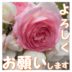 [LINEスタンプ] 薔薇の花♡PdR_挨拶メッセージ