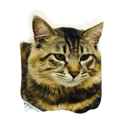 [LINEスタンプ] 我が家のするめさんたち