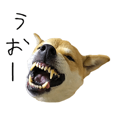 [LINEスタンプ] 柴犬みたいな犬エンジュ