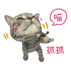 [LINEスタンプ] American shorthair Salad.