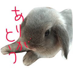 [LINEスタンプ] うさぎのチェロ②