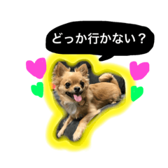 [LINEスタンプ] チワワちゃんスタンプ