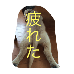 [LINEスタンプ] ゴールデンレトリバー3