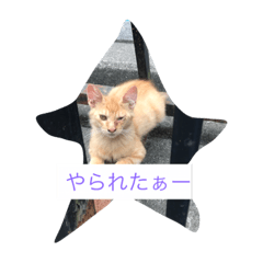 [LINEスタンプ] ぼくちゃとら