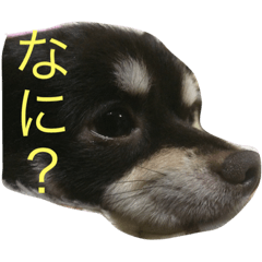 [LINEスタンプ] わんこ♡