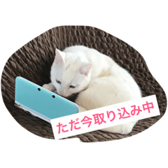 [LINEスタンプ] ニャンコスタンプ 