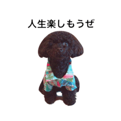 [LINEスタンプ] 黒ぷー  はぴおくん