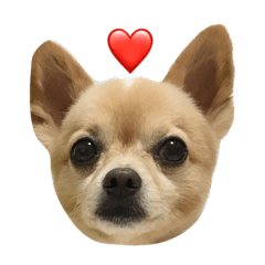 [LINEスタンプ] ミックス犬、小太郎のスタンプ
