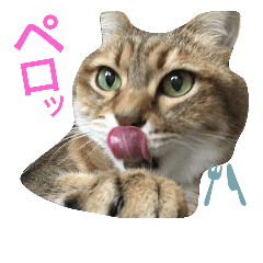 [LINEスタンプ] にゃんこの休日