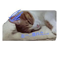 [LINEスタンプ] 動物の気持ちになるスタンプ