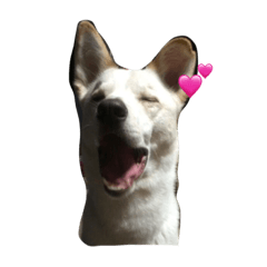 [LINEスタンプ] ウチのペット。。