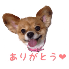[LINEスタンプ] パピヨン（サマーカットバージョン）