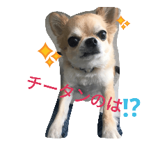 [LINEスタンプ] チワワのちびすけ