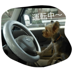 [LINEスタンプ] ラブラブヨーキー
