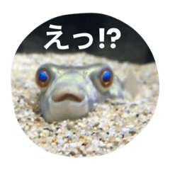 [LINEスタンプ] 淡水フグのポコちゃん