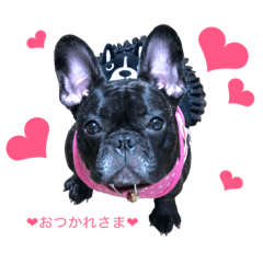 [LINEスタンプ] フレブル❤︎シェリのつぶやき